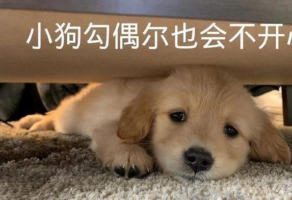 旭胜配资 狗狗尾巴耷拉不爱动，家里少了啥它不高兴？